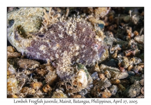 Lembeh Frogfish juvenile