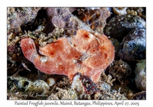 Painted Frogfish juvenile