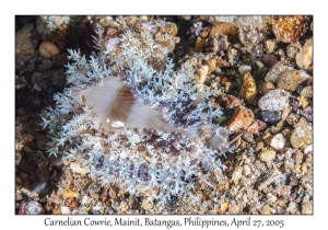 Carnelian Cowrie