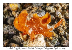 Lembeh Frogfish juvenile