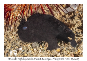 Striated Frogfish juvenile