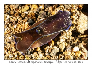 Showy Headshield Slug