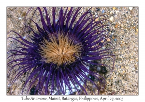 Tube Anemone