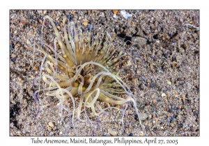 Tube Anemone