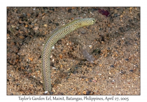 Taylor's Garden Eel