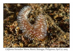 California Horseshoe Worm