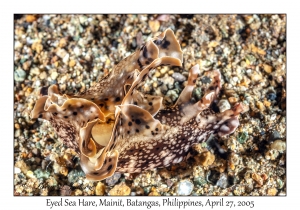 Eyed Sea Hare