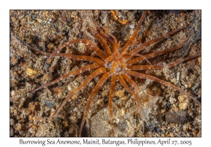 Burrowing Sea Anemone