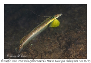 Threadfin Sand Diver male