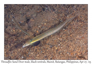 Threadfin Sand Diver male