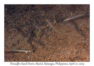 Threadfin Sand Divers