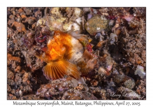 Mozambique Scorpionfish