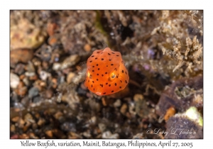 Yellow Boxfish juvenile