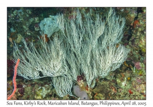 Sea Fan