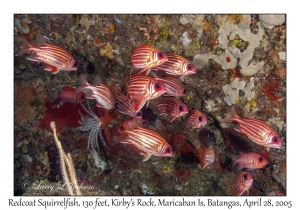 Redcoat Squirrelfish & Epaulette Soldierfish, 130 feet