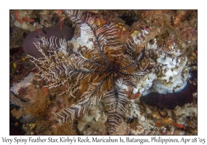 Very Spiny Feather Star