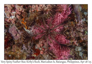 Very Spiny Feather Star