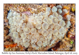 Bubble-tip Sea Anemone