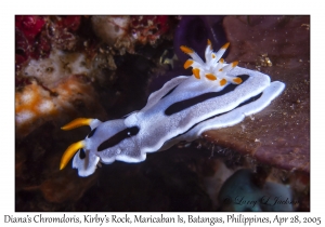 Diana's Chromodoris