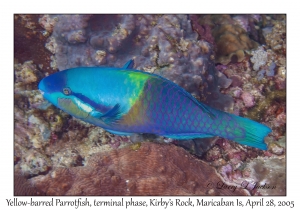 Yellow-barred Parrotfish