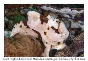 Giant Frogfish