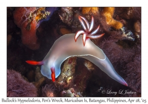 Bullock's Hypselodoris