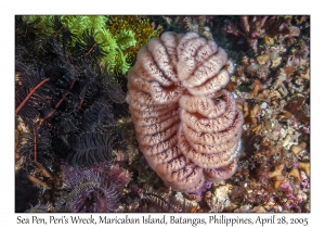 Sea Pen