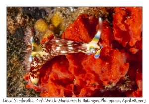 Lined Nembrotha