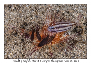 Tubed Siphonfish