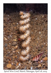 Spiral Wire Coral