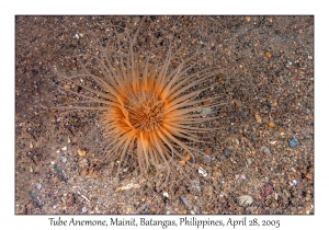 Tube Anemone