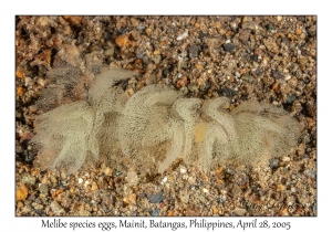 Melibe species eggs