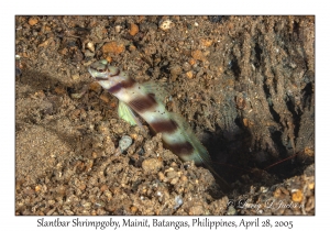 Slantbar Shrimpgoby