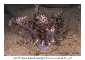 Tree Anemone