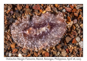 Distinctive Margin Flatworm