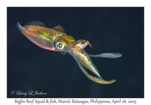 Bigfin Reef Squid & fish