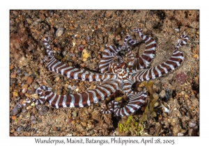 Wunderpus