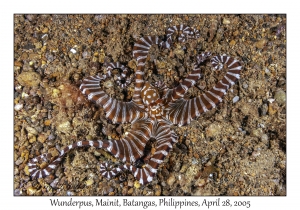 Wunderpus