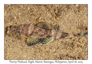 Thorny Flathead