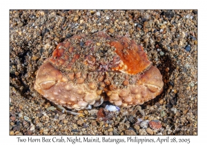 Two Horn Box Crab