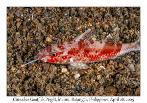 Cinnabar Goatfish