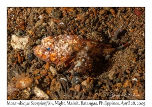 Mozambique Scorpionfish