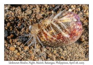 Unknown Bivalve