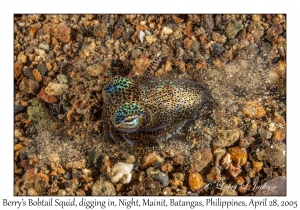 Berry's Bobtail Squid