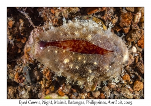 Eyed Cowrie