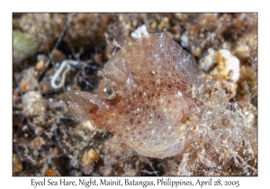 Eyed Sea Hare