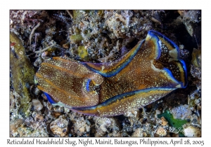 Reticulated Headshield Slug