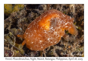 Peron's Pleurobranchus