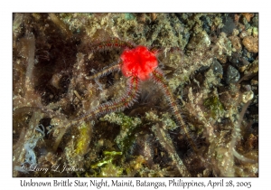 Unknown Brittle Star