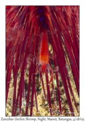 Zanzibar Urchin Shrimp